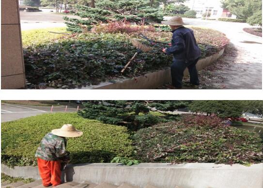 綠植修剪，美化環境